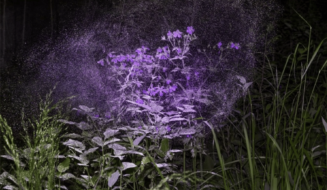 En lila växt som skjuter upp ur marken.