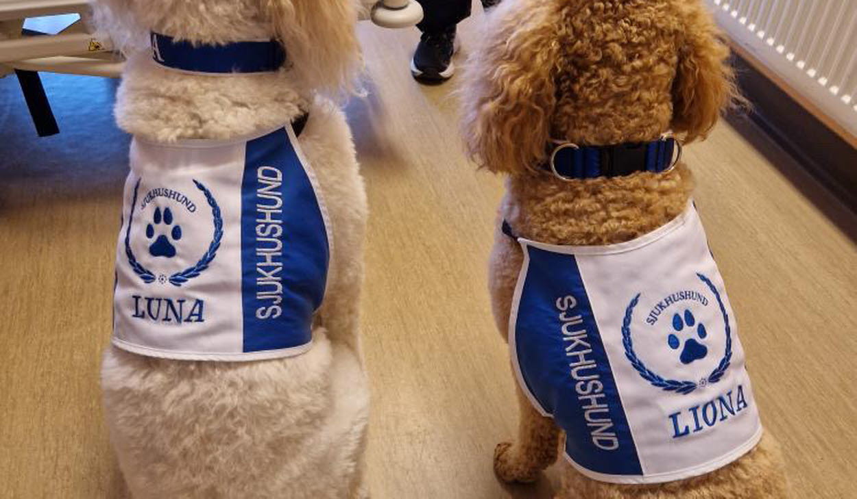 två sjukhushundar med väst