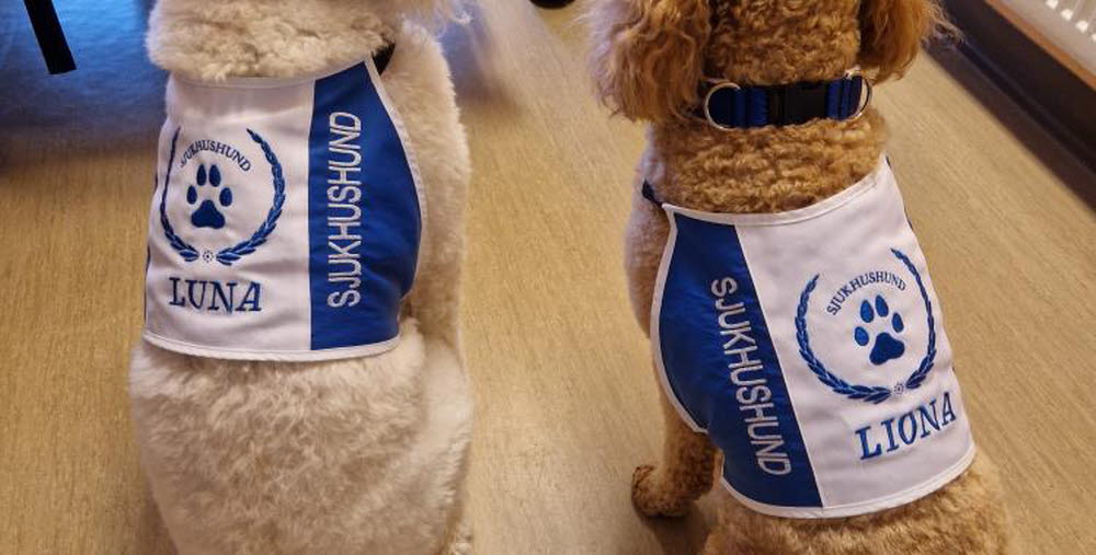 två sjukhushundar med väst